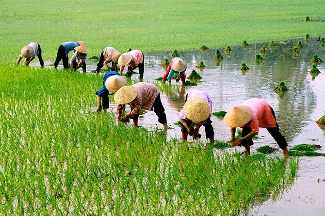 3 Hours Motorbike Tour in Hoi An Countryside. - Leaving Hoi An: quiet rural roads, rice fields, and village scenes