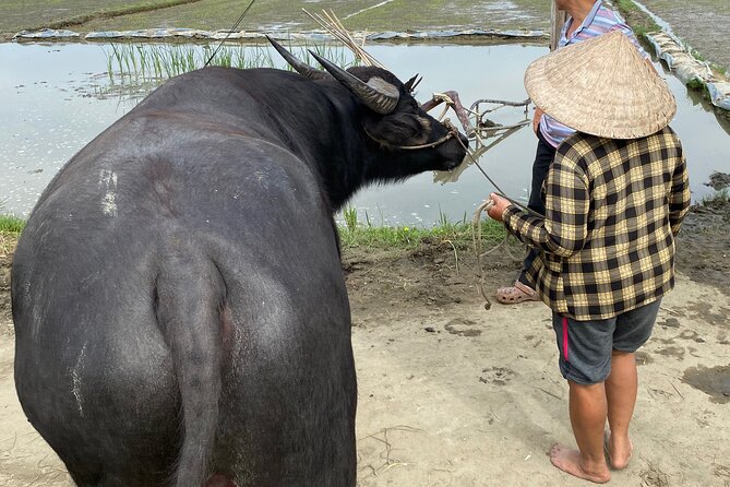 5-Hour Discovery Countryside by Cycling, Buffalo and Basket Boat - What This Tour Is Best For (and Who Should Skip)
