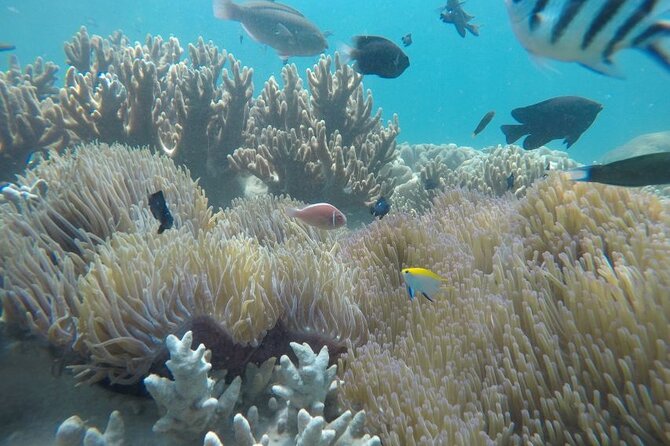 Cham Island Exploration Tour and Swimming with Local Guide - Key things to know before you go