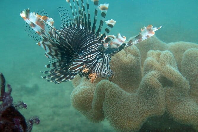 Cham Island Snorkeling Private Tour (Only Snorkeling & Beach) - Highlights That Matter for a Snorkel-First Day