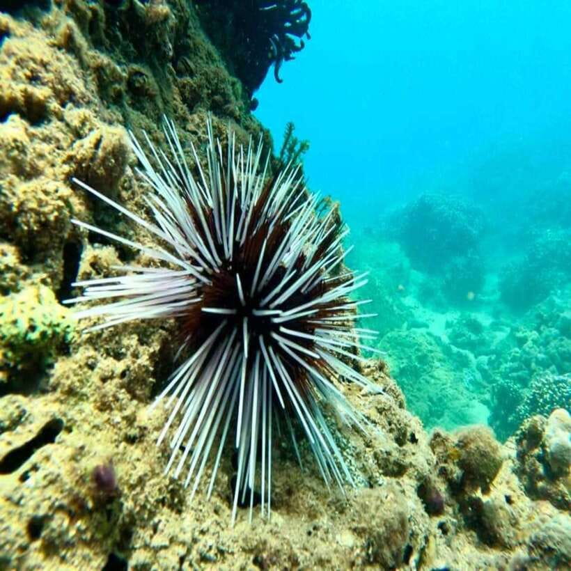 Cham Island - Snorkeling Tour from Hoi An/DaNang - Cham Island Snorkeling Trip: $36 and what you’re really buying