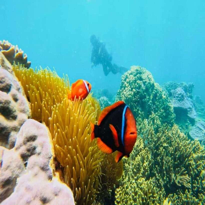 Cham Island - Snorkeling Tour from Hoi An/DaNang - Pickup from Da Nang or Hoi An: smooth when it’s smooth, plan for patience
