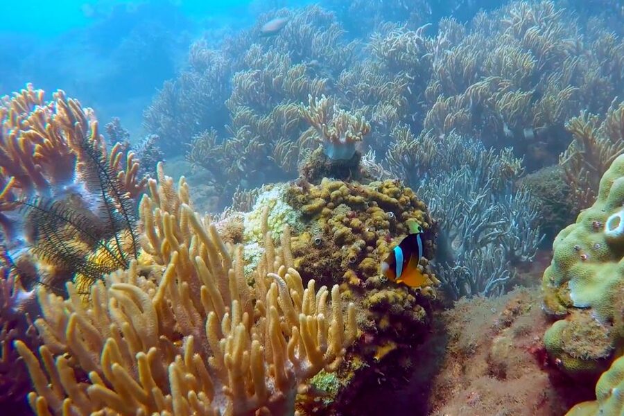 Cham Island: Underwater Walking & Snorkeling Tour - Hand feeding fish on the ocean floor: how it turns “pretty reef” into personal