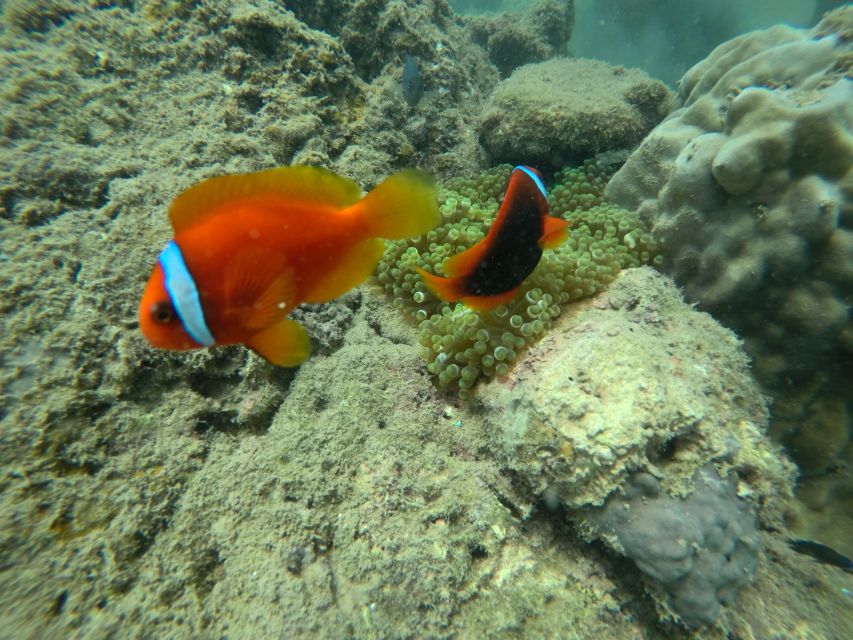 Cham Island: Underwater Walking & Snorkeling Tour - Price and value: is $68 fair for a 7–8 hour sea day?