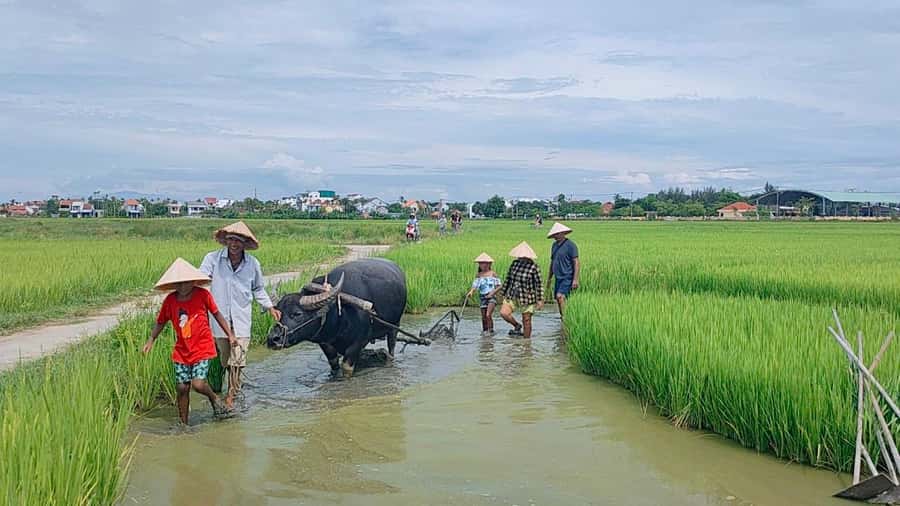 Cycling, Water Buffalo Riding, Traditional Farming Life - Key points worth knowing before you go