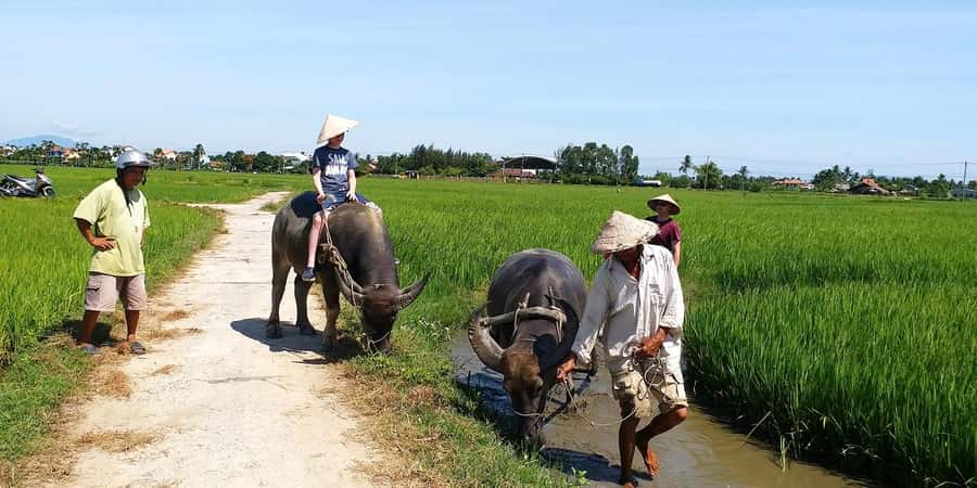 Da Nang or Hoi An: Countryside Bike & Basket Boat Tour - Cycling Through Rice Paddies and Buffalo Fields