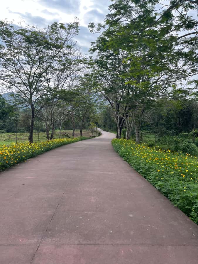 Early My Son tour/transfer to avoid crowd and the heat - Entering the My Son Sanctuary valley: temples, shade, and stories