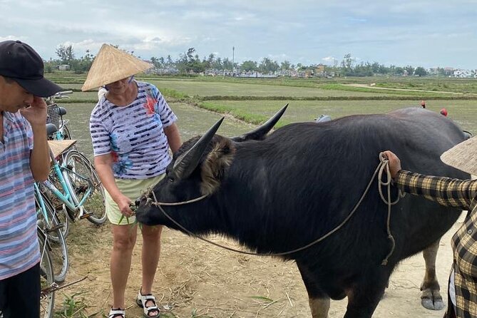 Experience Buffalo Ride and Farmer in Hoi An - Feeding the buffalo: up close, calmer, and surprisingly interactive
