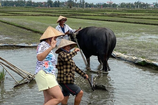 Experience Buffalo Ride and Farmer in Hoi An - Price and value: $12 for a real hands-on farm moment