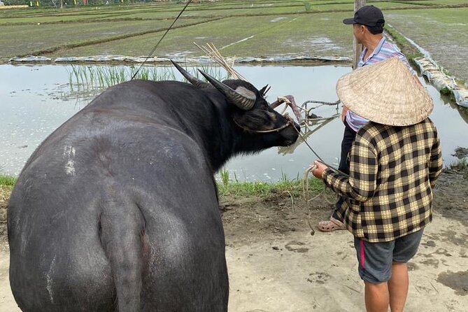 Experience Buffalo Ride and Farmer in Hoi An - Who this experience suits best