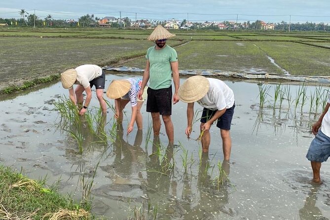 Experience Buffalo Ride and Farmer in Hoi An - Rice paddy work with local farmers: ploughing, prep, and planting baby rice