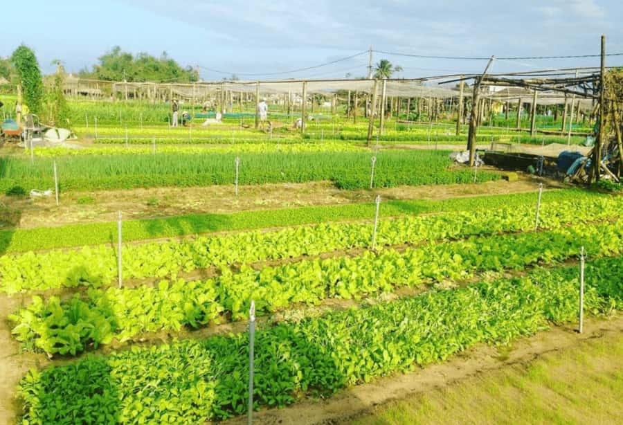 Experience Tra Que Cooking Class with Locals in Herb Village - Key highlights at a glance