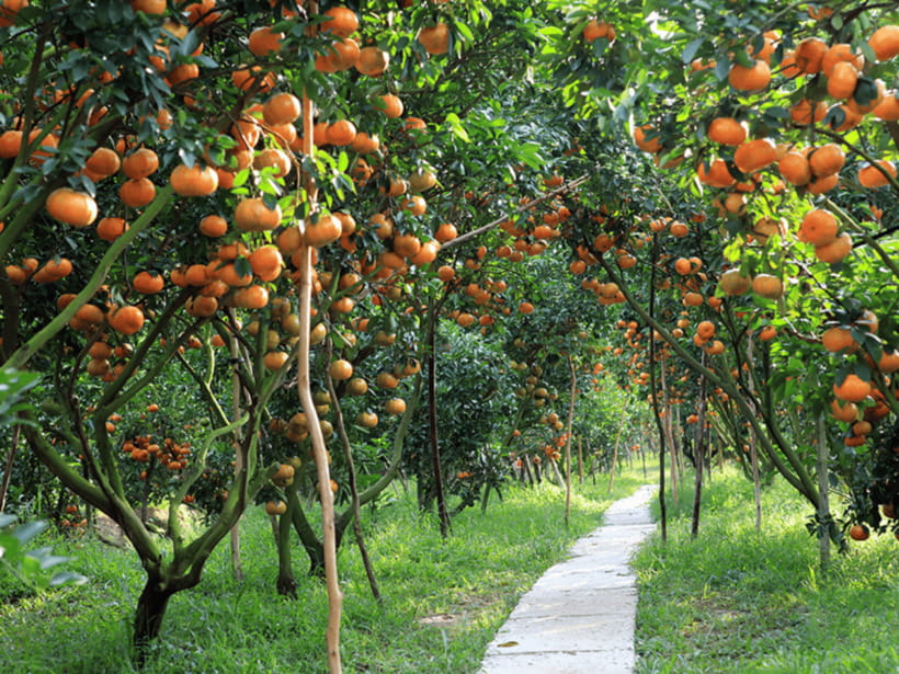 From Ho Chi Minh: My Tho Ben Tre Mekong with Lunch - Unicorn Island Orchard Garden: Tropical Fruit Sampling with Music