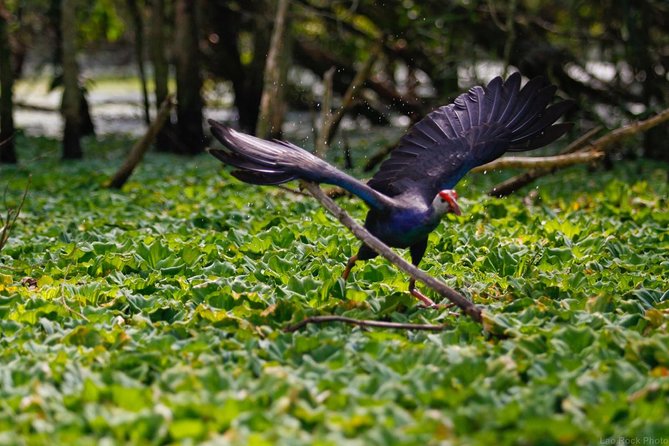 Full day: Hoi An - Bach Ma National Park - Bach Ma arrival: check-in and the guided nature walk