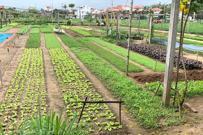 Full Experience Tour: Cooking Class & Basket Boat at Eco-Village - Key Highlights You’ll Care About