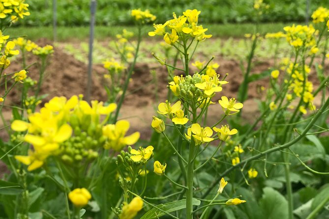 Gardening at Tra Que Vegetable Village and cooking class - Best For: Who Will Love This Day the Most
