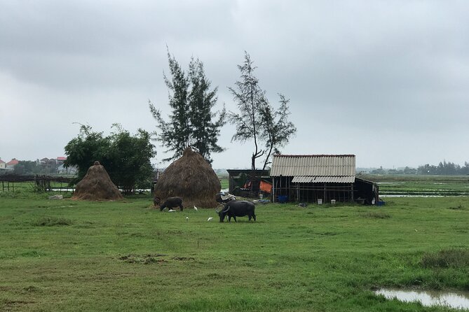 Half-Day Hoi An Countryside and Villages Tour by Bike - Price and value: does $49.99 make sense for what you get?