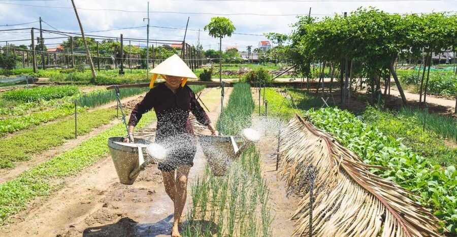 Hoi An: Authentic Cooking class in organic Herb Village - Why Tra Que Herb Village Feels Different From Hoi An Town