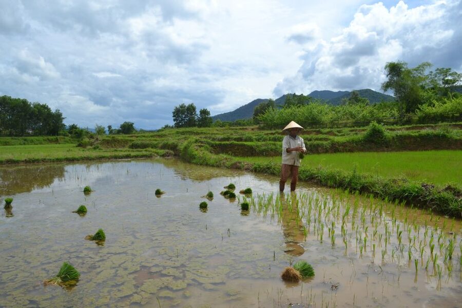 Hoi An Countryside Bicycle Tour : 25 Km Real Vietnam - Pedaling the 25–28 km loop: flat roads, bamboo bridge, and river crossings
