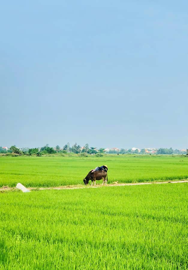 Hoi An: Countryside Bicycle Tour with Farm, Basket Boat Ride - Fishing with bamboo traps and nets for fish and purple crabs
