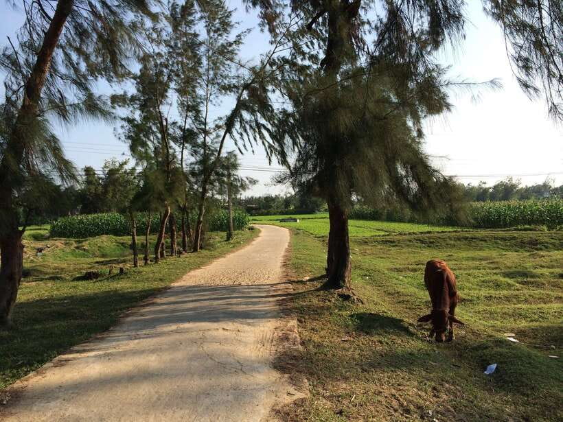 Hoi An: Countryside bike tour to Kim Bong village - Should you book the Hoi An to Kim Bong countryside bike tour?