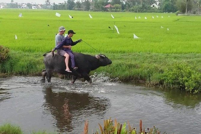 Hoi An Countryside - Buffalo Riding - Basket Boat Rowing - A Half-Day Countryside Workout Near Hoi An
