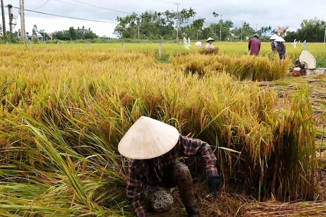 Hoi An Countryside By Bike - Starting at the Old Town: Your First Hour’s Purpose