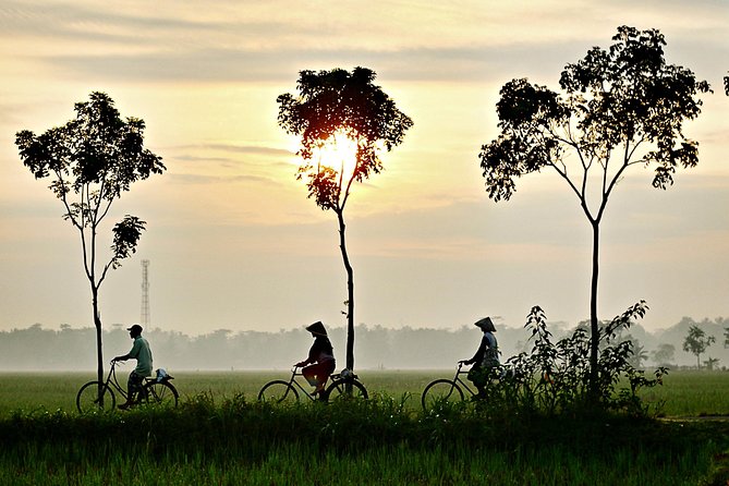 Hoi An Countryside By Bike - Farm Life in Motion: Rice Paddies, Buffaloes, and Sickle Cutting