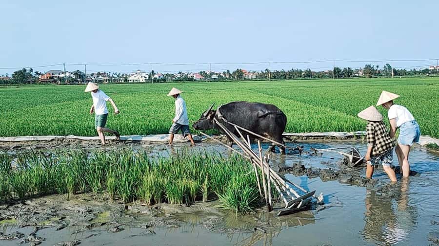 Hoi An: Countryside by Cycling, Buffalo Riding & Do Farming - Price and value: what $34 really buys in rural Hoi An
