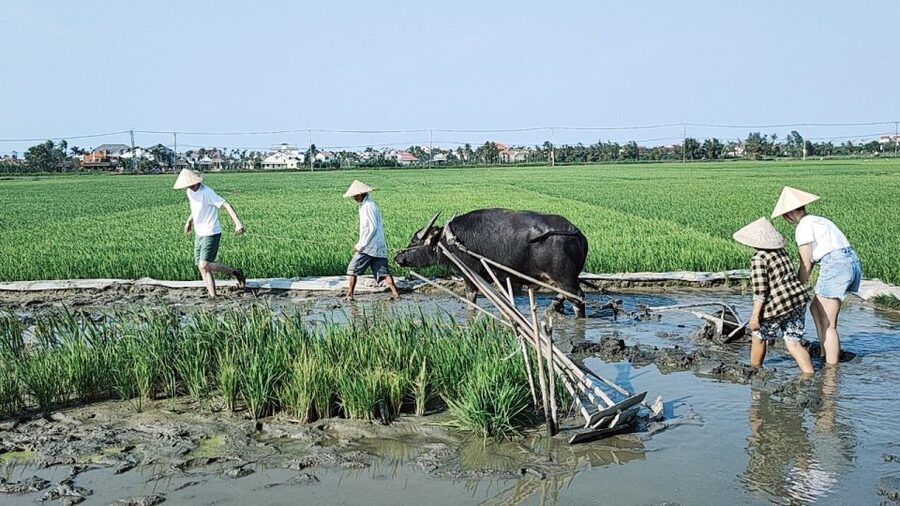 Hoi An: Countryside by Cycling, Buffalo Riding & Do Farming - Cam Thanh coconut village: bamboo basket boat time on the water palm canals