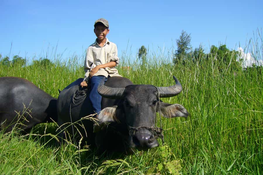 Hoi An Countryside: Guided Morning or Afternoon Bicycle Tour - Key highlights you’ll actually feel