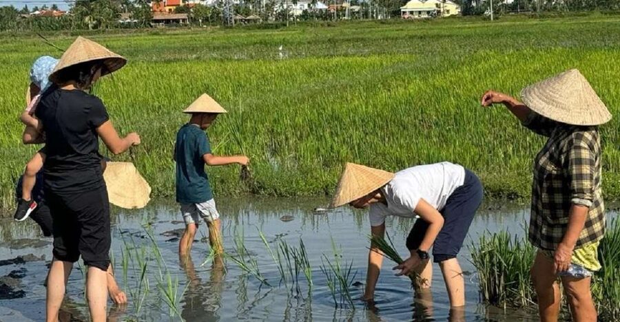 Hoi An:Cycling,Traditional Farming & Fishing Life Experience - Rice paddies, shrimp and fish farms: what hands-on farming teaches you