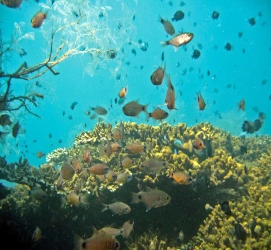 Hoi An/Da Nang: Cham Island Daily Tour with Snorkeling - Leaving Cua Dai Wharf: Getting to Cham Islands without wasting time