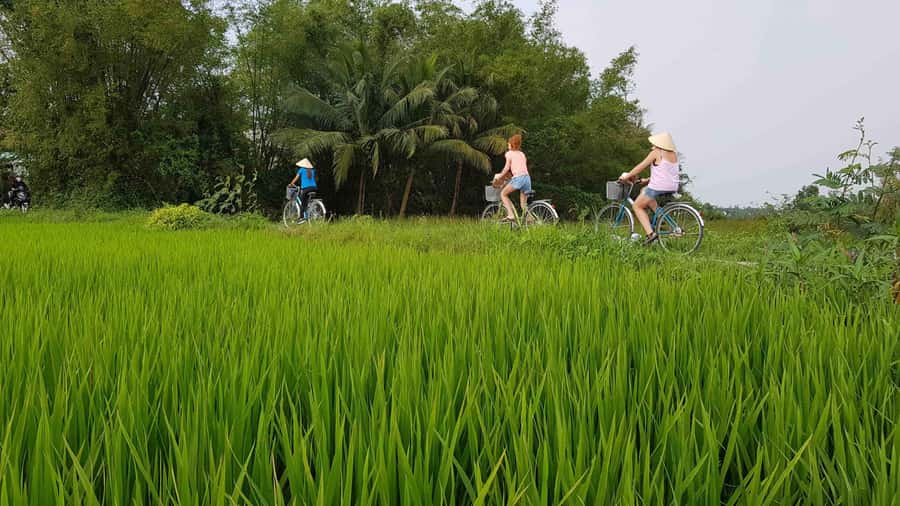 Hoi An : Eco Bicycle Tour with Fishing and Lunch/Dinner - Cam Thanh by bike: rice fields, buffalo, and real farming talk