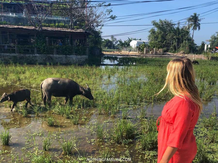 Hoi An : Eco Bicycle Tour with Fishing and Lunch/Dinner - Who this tour fits best (and who should skip)