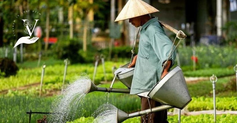 Hoi An Food Tour - Street Eats And Hoi An Hidden Gems - The Food Spread: A Real Full-Day Eating Plan (Not Just Tastes)