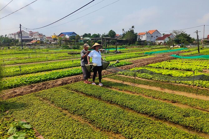 Hoi An Half-Day Bicycle Tour: Visit Herb Village, Row Basket Boat - Hoi An from the saddle: why this route feels real