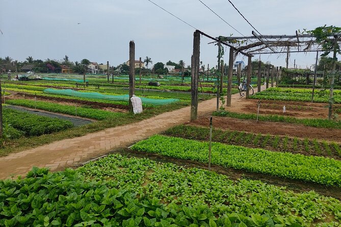 Hoi An Half-Day Bicycle Tour: Visit Herb Village, Row Basket Boat - Bikes, helmets, and how to dress for the morning