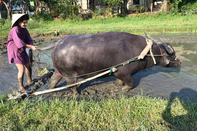 Hoi An Rice Farm Tour and Buffalo Riding with Local Home Meal - Lunch With a Rice-Farming Family: Home Cooking With Context