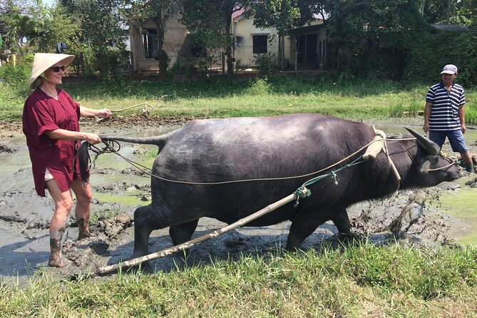 Hoi An Rice Farm Tour and Buffalo Riding with Local Home Meal - Price and Value: What $60 Really Buys You