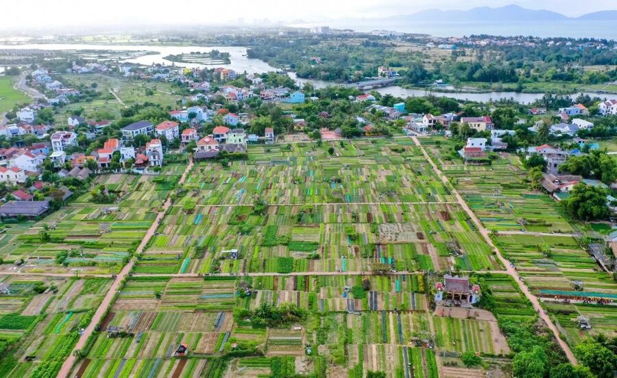 Hoi An: Rural Cycling Tour to Village with Basket Boat Ride - Tra Que Vegetable Village: herbs, tea, and farming you can try