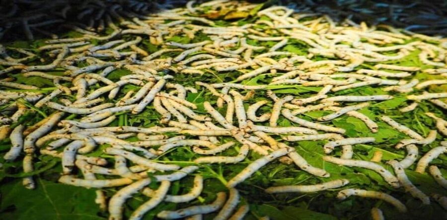 Hoi An: Silk Village Tour with Artisan and Local Meal - Who should book this tour—and who might want to skip it