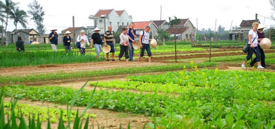 Hoi An: Tra Que Herb Village Cooking Class - Hoi An spring rolls and pancakes plus the vegetable-village specialty