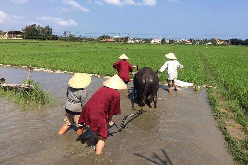 Hoi An Wet Rice Farming Tour-Basket Boat Tour Fishing-Lunch - Why This Hoi An Wet Rice + Basket Boat Combo Works
