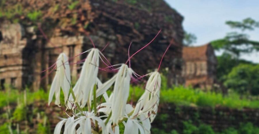 My Son Sanctuary Morning/Afternoon with Boat Trip and Banhmi - Thu Bon River Cruise Back to Hoi An (Plus Banhmi)