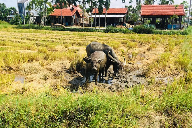 Riding Water Buffalo and Basket Boat Hoi An Private Bike Tour - Bay Mau Coconut Forest and nipa palm fishing: the boat part you remember
