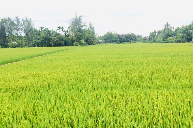 Riding Water Buffalo and Basket Boat Hoi An Private Bike Tour - Price and value: what $29 buys you in real time