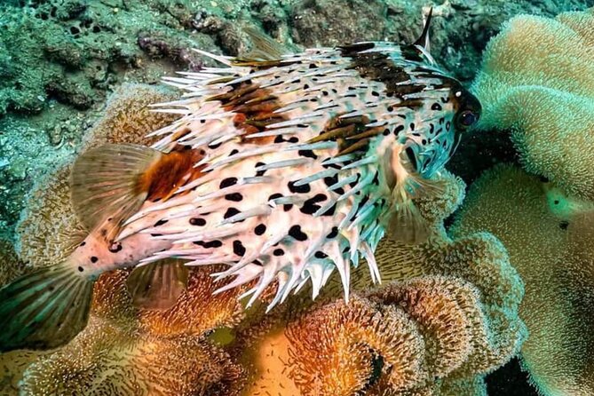 Scuba Diving Tour in Cham Island for certified divers or Beginners - Photography Support and Professional Guidance: Making the Day Feel Managed