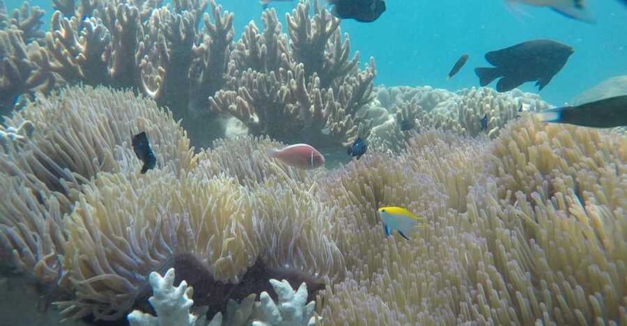 Snorkeling Cham Island: Snorkeling Tour by Speed Boat - Speed boat ride: fun, but pack for splashy conditions