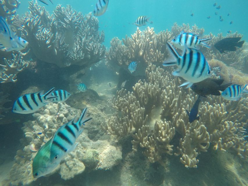 Snorkeling Cham Island: Snorkeling Tour by Speed Boat - Lunch at Cham Jungle Restaurant: a real seafood break
